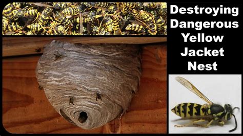 yellowjacket66 (@yellowjacket666) .